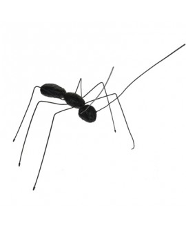 XY MALE ANT